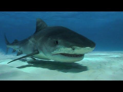 Deadly 60 | BBC Earth Explore