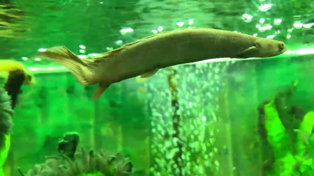 Slinky the Fish