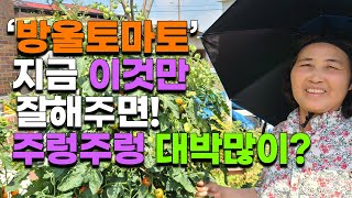 텃밭 방울토마토 이것만 잘주면 원하는대로 주렁주렁 수확할 수 있습니다. 방울토마토 수확 토마토곁순제거 방울토…