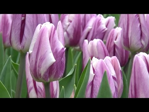 download lagu mp3 mp4 Tulip Flaming Flag, download lagu Tulip Flaming Flag gratis, unduh video klip Tulip Flaming Flag
