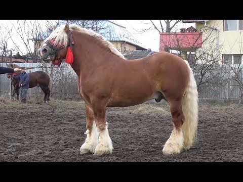 Caii lui Marius de la Turda, Cluj  - 2019 Nou !!!