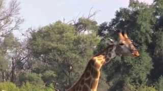 Incredible !! Male Giraffe with a Crooked Neck HD