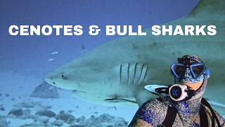 Cenotes and bull sharks - PLAYA DIVE EXPEDITION 2026
