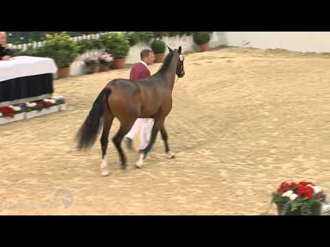 Prämienhengst "Amber" Holsteiner Körung 2013