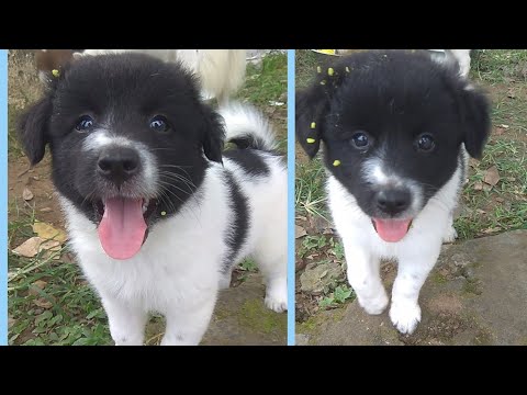 Cute Puppy | Cute Dog Puppies | Pet | Fluffy Cute Dog Puppy #Shorts