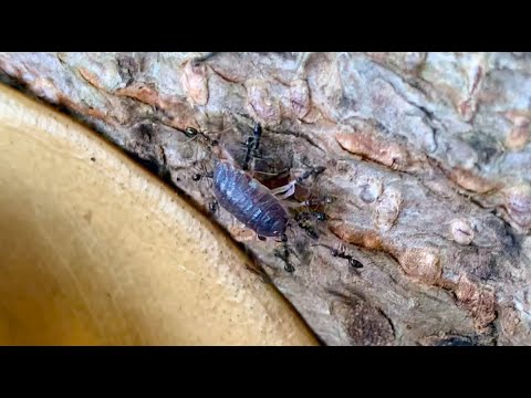 Black crazy ants working together to carry isopod