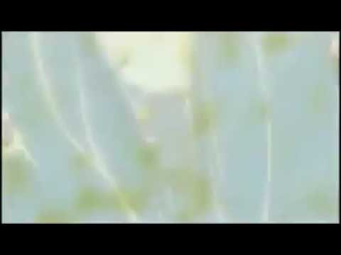 Elcid VS Deuses dos Sonhos