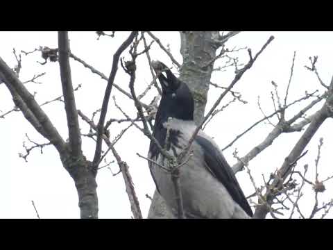 Hooded crow (corvus cornix) hunts gall fly in their gall - dolmányos varjú gubacsdarázsra vadászik