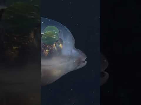 バレルアイフィッシュ。