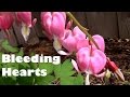 Bleeding Hearts From Sprouting to When They Die Back.