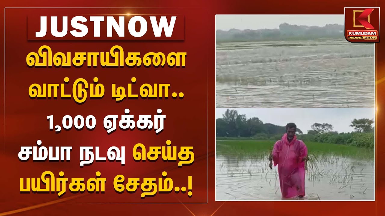 Ditwah Cyclone | விவசாயிகளை வாட்டும் டிட்வா.. 1,000 ஏக்கர் சம்பா நடவு செய்த பயிர்கள் சேதம்