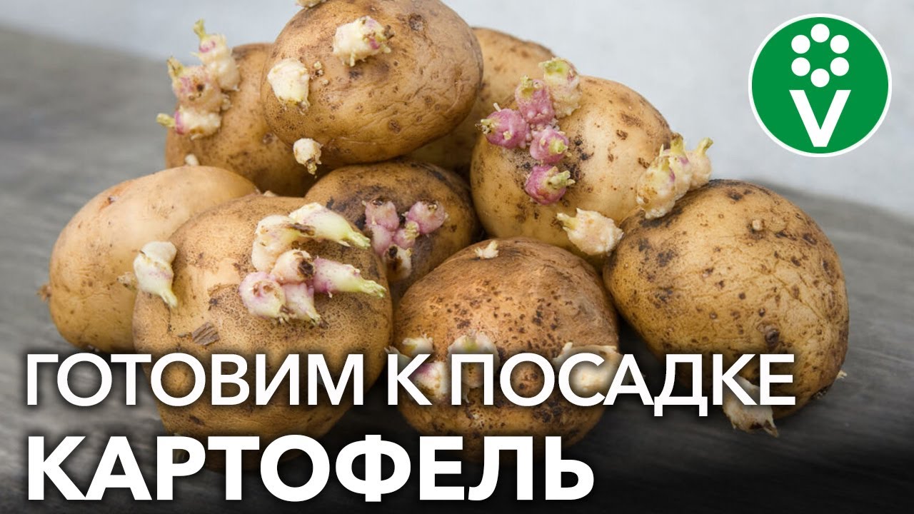 Урожай картофеля на 14 дней раньше! Сделайте так для раннего урожая