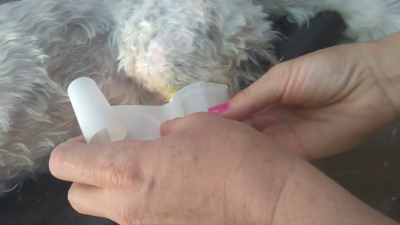 como fazer uma tala para cachorro com a perna quebrada.