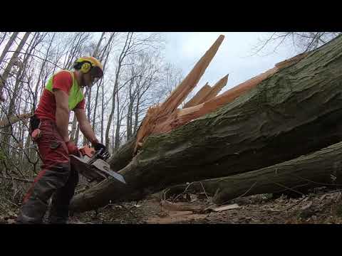 ÜBER 1 METER DURCHMESSER   Baumfällung und Beräumung einer kranken Roteiche