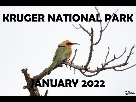 Kruger National Park January 2022 (Photo Album)