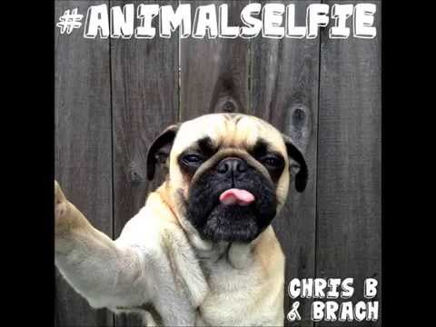 Animal Selfie (Martin Garrix vs Botnek vs The Chainsmokers) DJ Chrisb Mashup