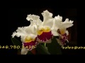 Talking Flowers In HD For Any Occasion