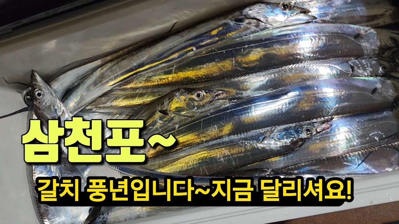 삼천포는 지금 갈치로 날리 입니다~지금 달리세요~ - 호야 낚시TV 썸네일