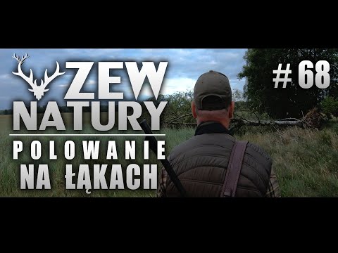 Zew Natury #68 - Polowanie na łąkach