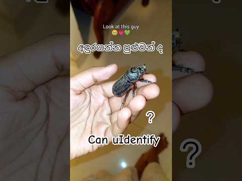 දන්නවද මෙයාව🥹💗 A giant beetle