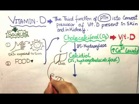 Vitamin D & Calcium Absorption