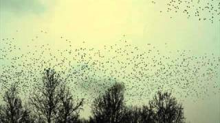 Sleeping at Last - Umbrellas COVER