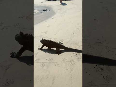 Iguana at Isabela Island, Galapagos