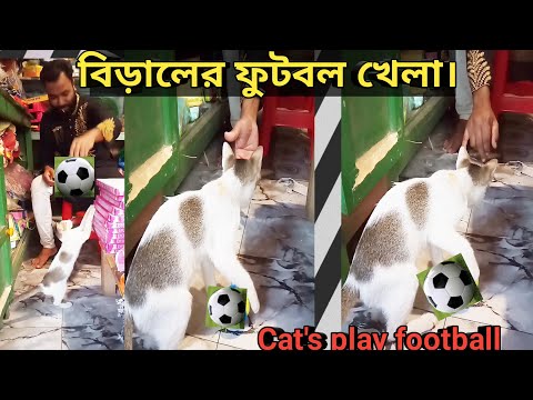 বিড়ালের ফুটবল খেলা। the cat's play football, November 27, 2022