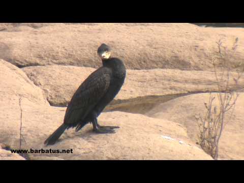 Cormorán grande ( Phalacrocorax carbo ) Cormoran