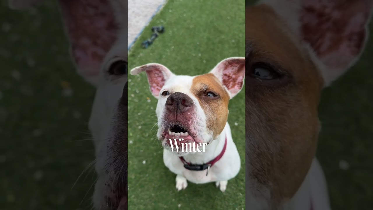 Winter, a Adoptable Pit Bull Terrier in Newport, NC video 6/6
