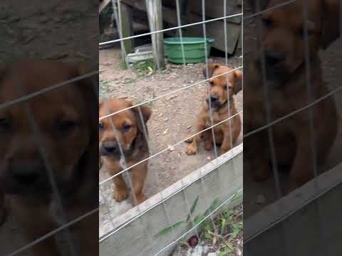 Vídeo de Ulisses Nogueira