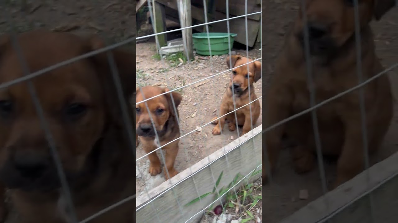 Cachorro raça SRD-ViraLata idade Abaixo de 2 meses nome Ulisses Nogueira