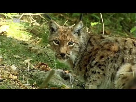 [Doku] Andreas Kieling - Mitten im wilden Deutschland (1) Vom Dreiländereck ins Coburger Land [HD]