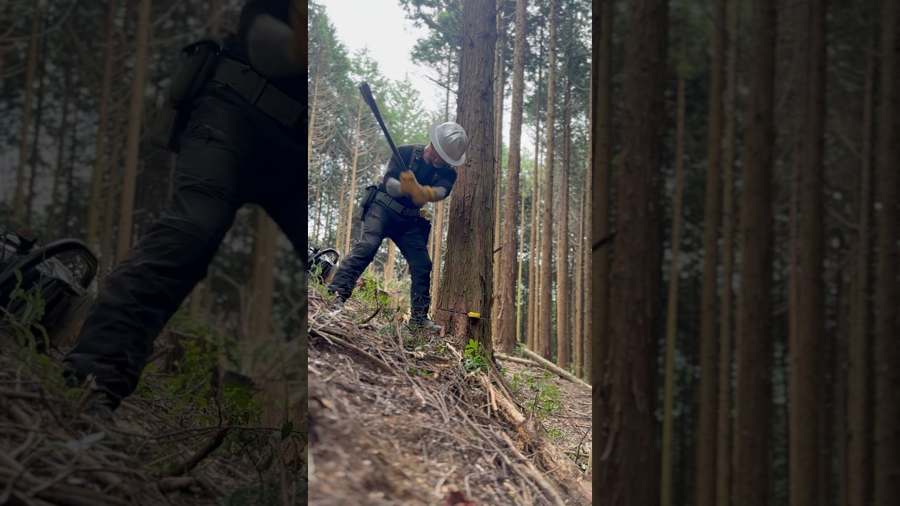 Lumberjack skunk #stihlchainsaw #logger #logging #林業