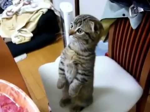 A cute juggler cat standing on its hind legs!