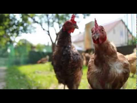Theom - XYF