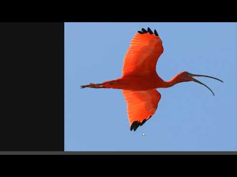 The Scarlet Ibis reading