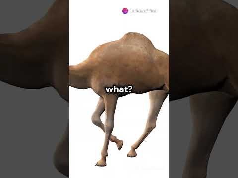 Cama: The Unlikely Hybrid of Camel and Llama #fyp #shorts