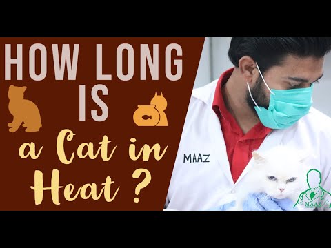 how long is a Cat in Heat ? | Cat Heat cycle