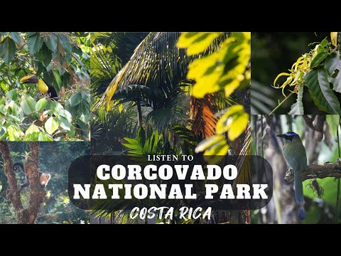 Birdsong ASMR from the MOST REMOTE PLACE in the jungles of COSTA RICA! | Corcovado National Park