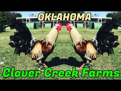Oklahoma Nice Penny Grey - Clover Creek Farms Tj Duree