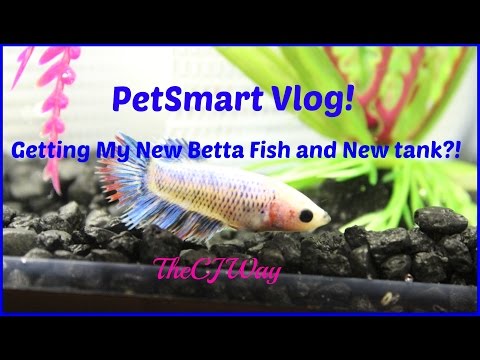 Petsmart Vlog: Getting My New Betta Fish and New Tank?!!