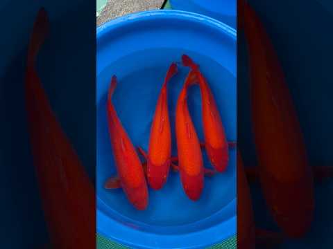 Video Vorschau Benigoi in Japan