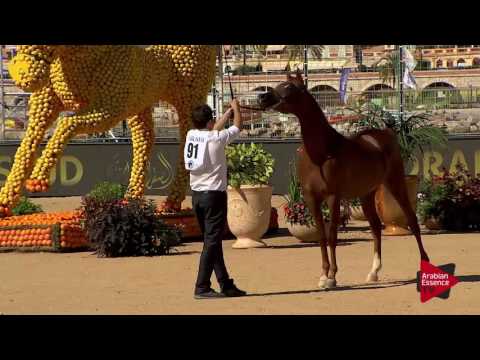 N.91 HAGRAS AL SHAQAB - MENTON 2017 - Yearling Colts (Class 6B)