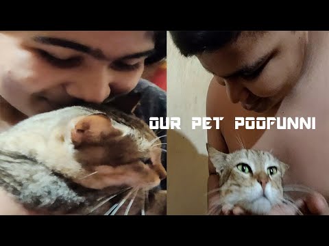 Our Pet Poofunni Cat