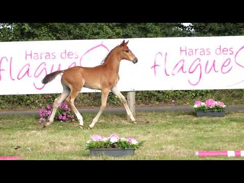 ERKHAN DES FLAGUES Z