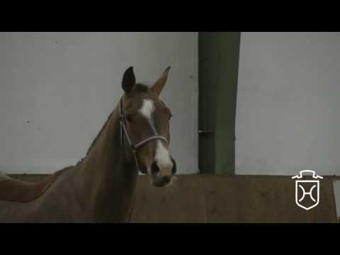 09 Holsteiner Stute von Cascadello I - Cassini I - Caligula I