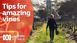 Organic pest control and pruning techniques behind award winning wines | Gardening Australia