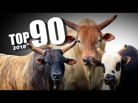 TOP 90 Points! Best Bull Riding - CRP 2018