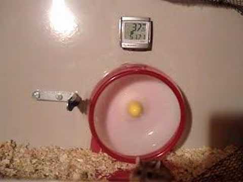My hamsters in their high-speed wheel ( so so funny ... ) ©